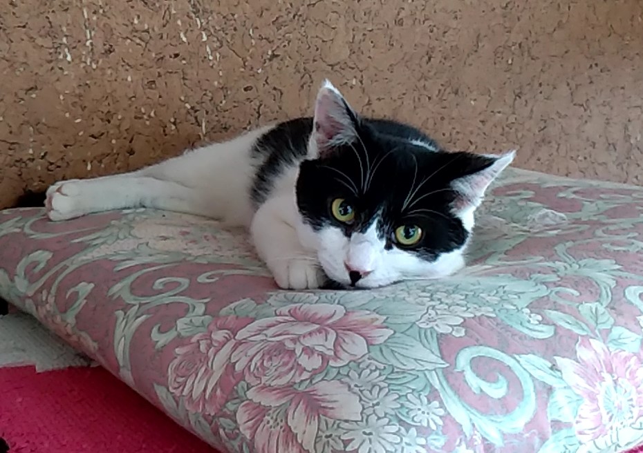 居残り猫1