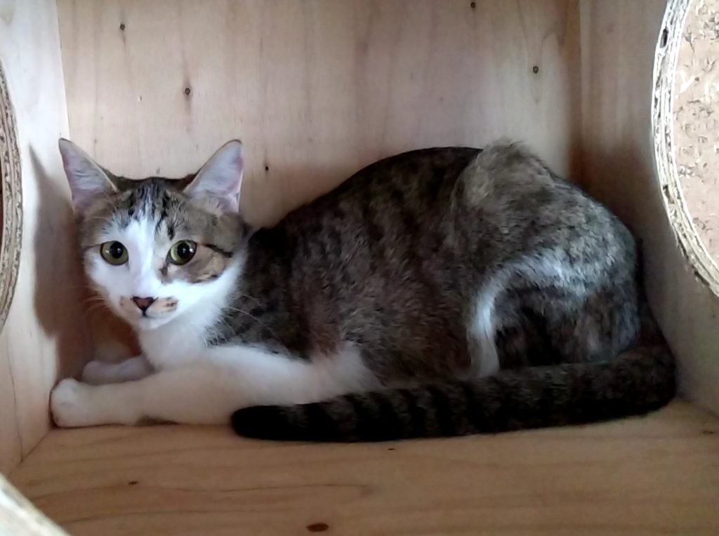 居残り猫2