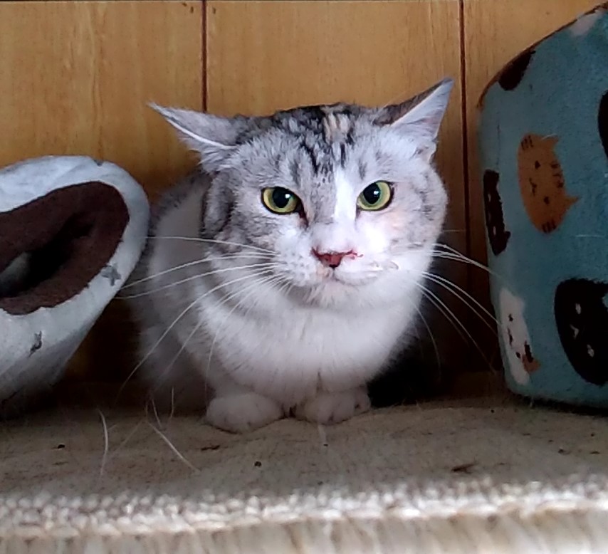 居残り猫3