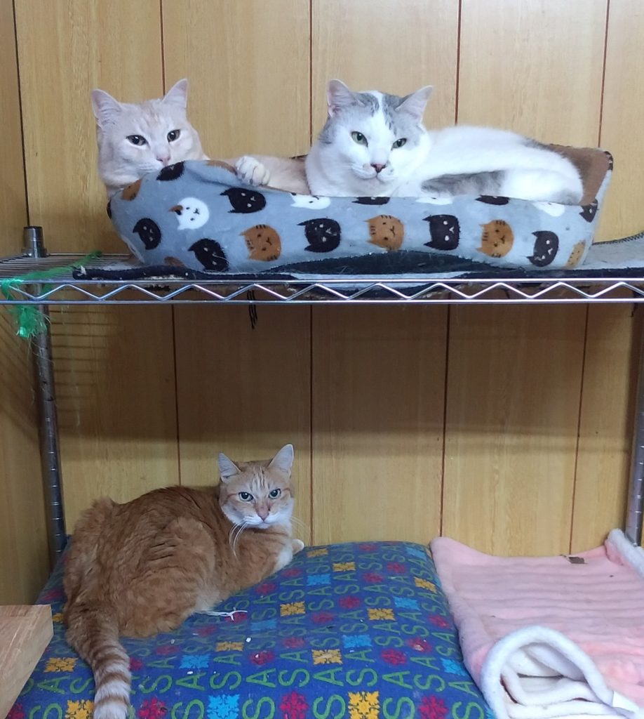 成猫3匹