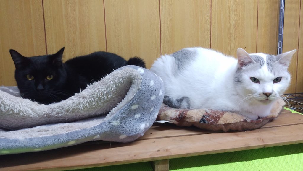 黒猫とふち白猫