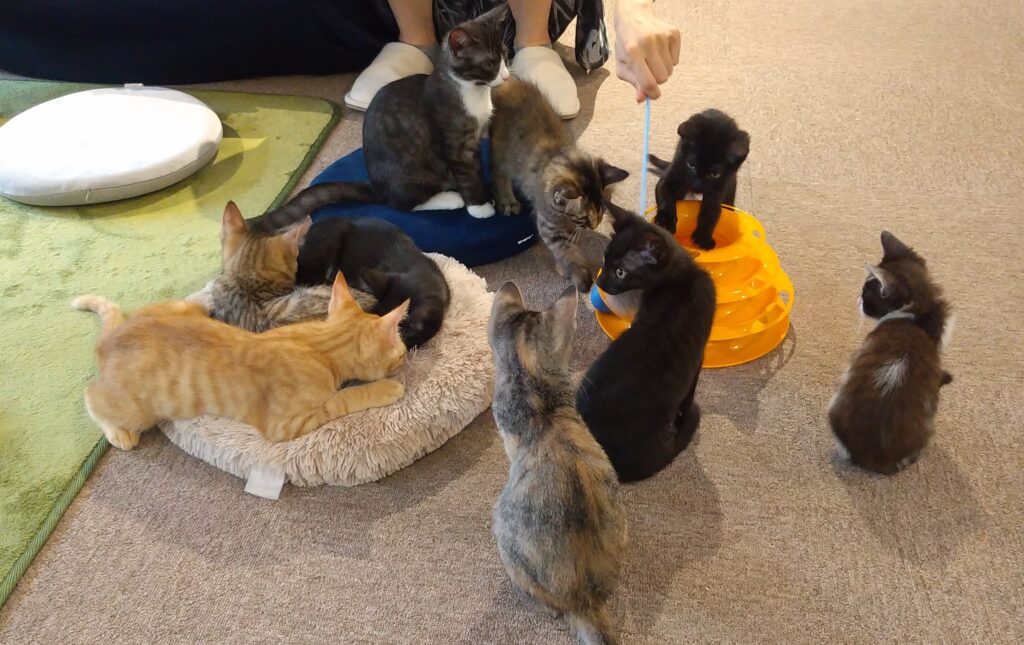CATLOAF子猫いっぱい
