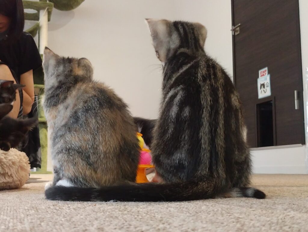 CATLOAF子猫3