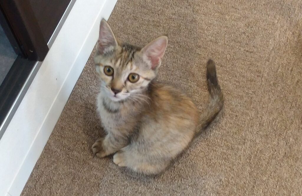 CATLOAF子猫1