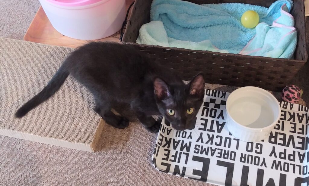CATLOAF子猫4