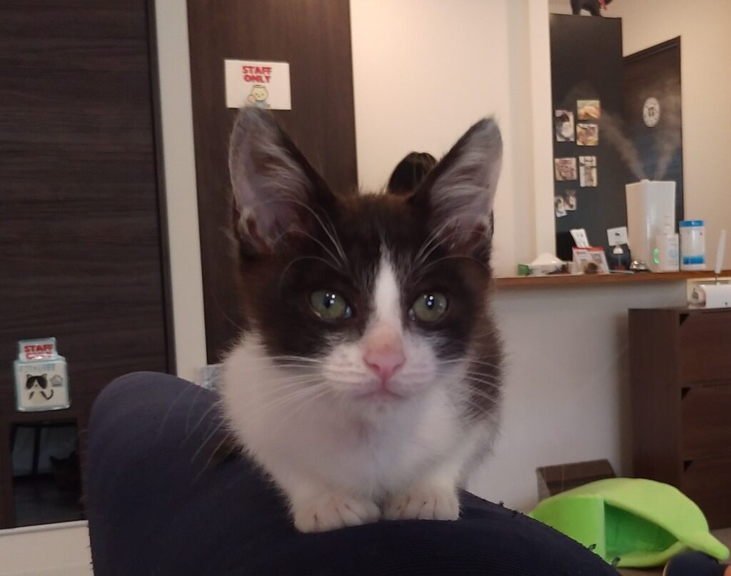CATLOAF八割れ子猫