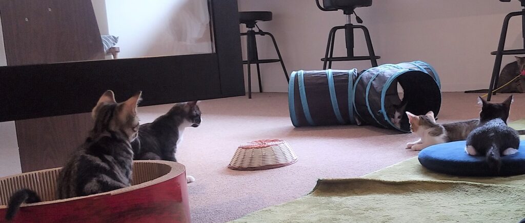CATLOAF子猫とトンネル