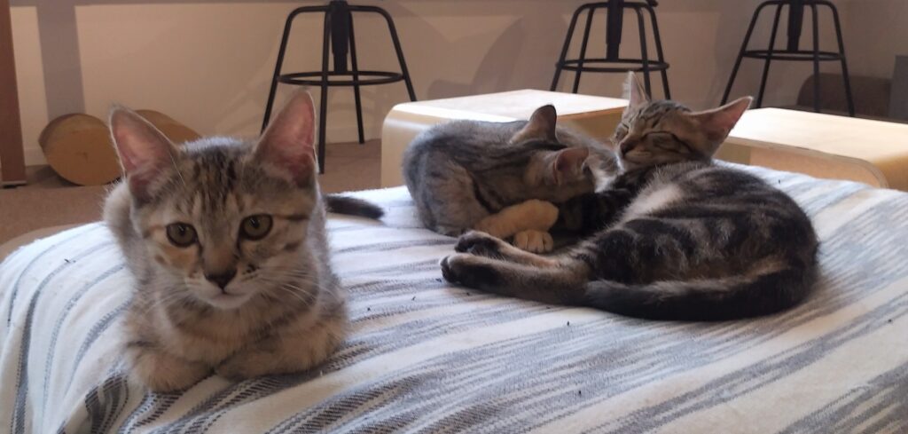 CATLOAF子猫7