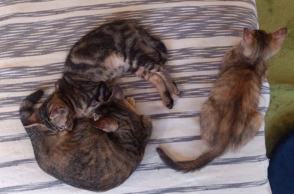 CATLOAF子猫8
