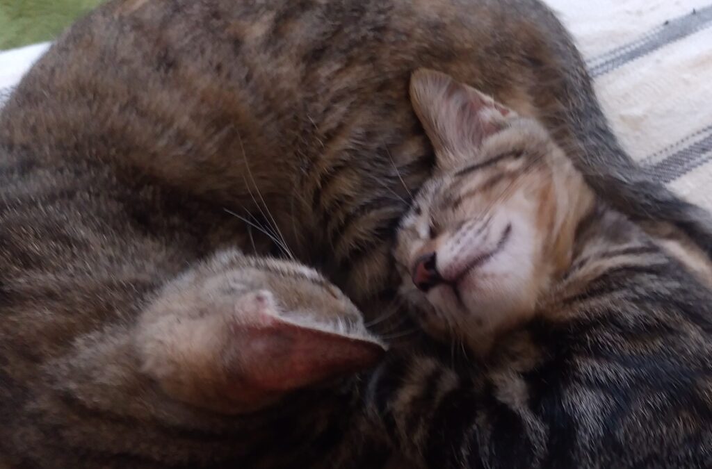 CATLOAF子猫10