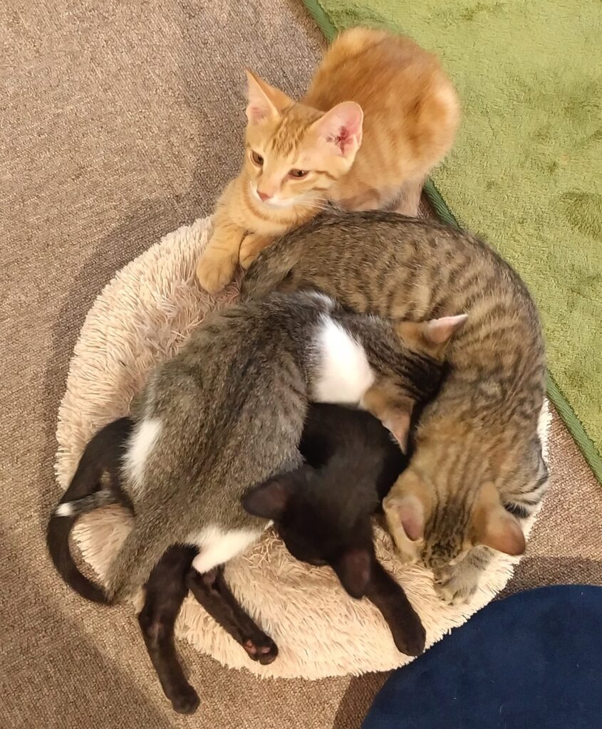 CATLOAF丸まる子猫