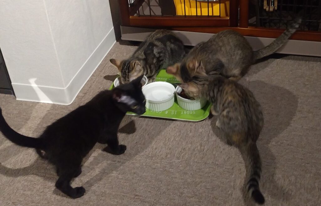 CATLOAF猫食事風景