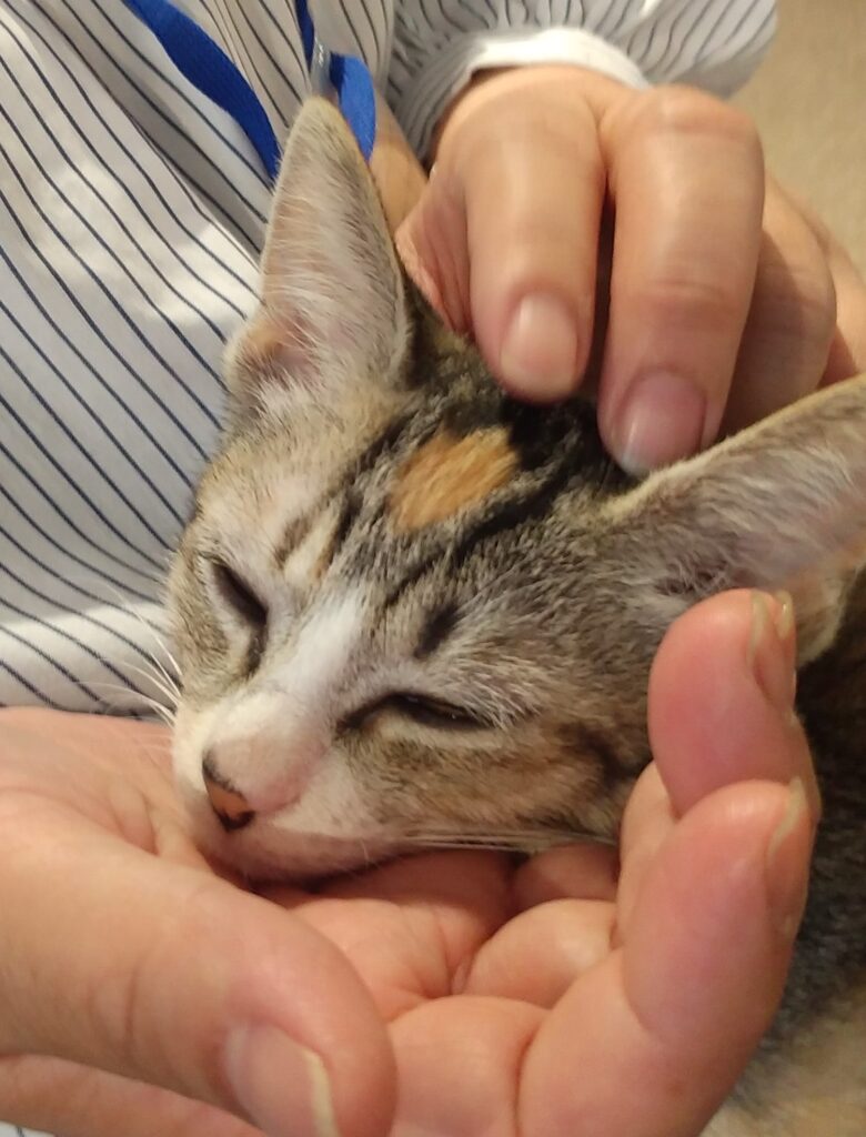 CATLOAF子猫11