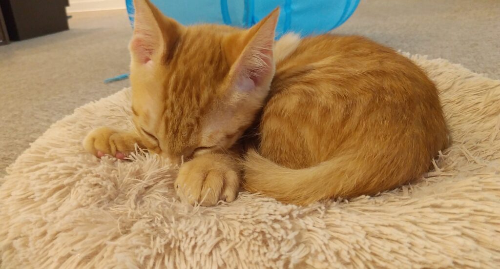 CATLOAF眠るチャトラ