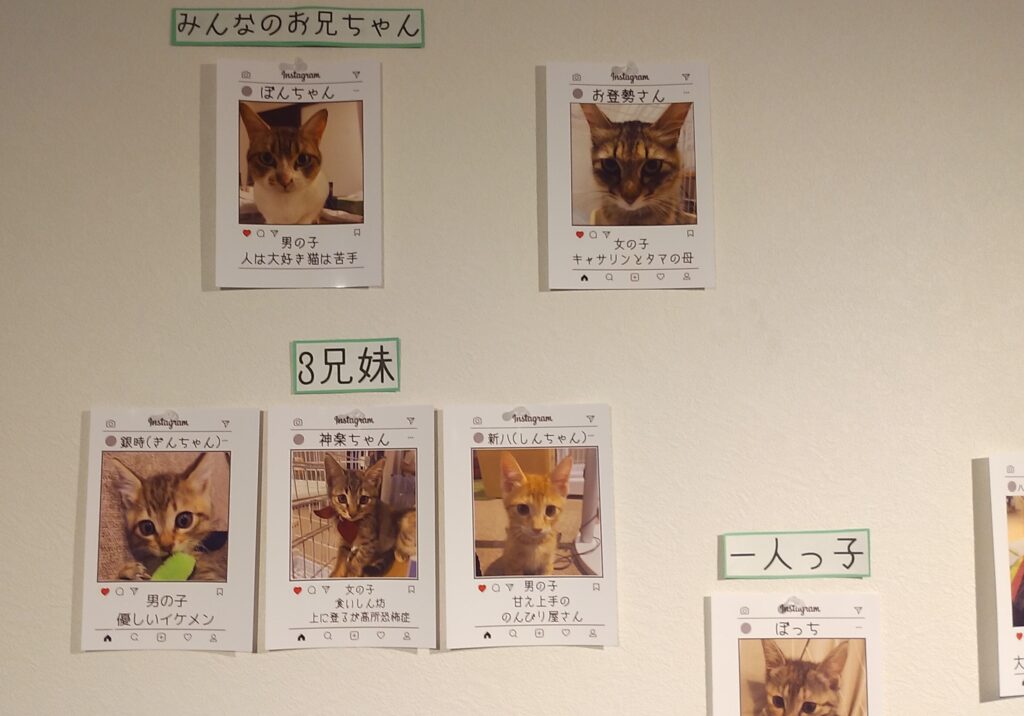 CATLOAFねこちゃんたちの紹介2