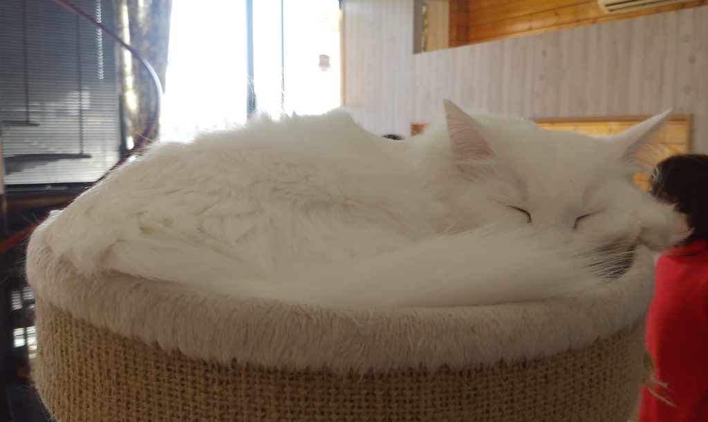 Pato’s Cafeの猫1