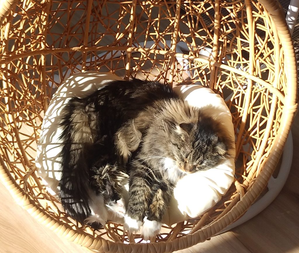 Pato’s Cafeの猫3