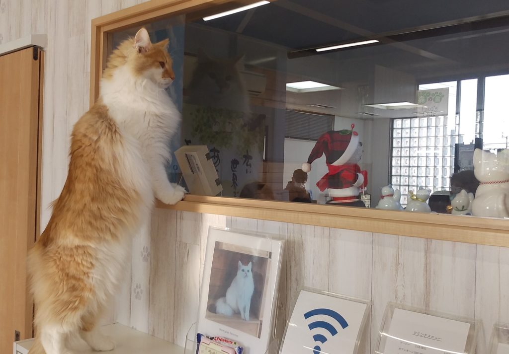 Pato’s Cafeの猫8