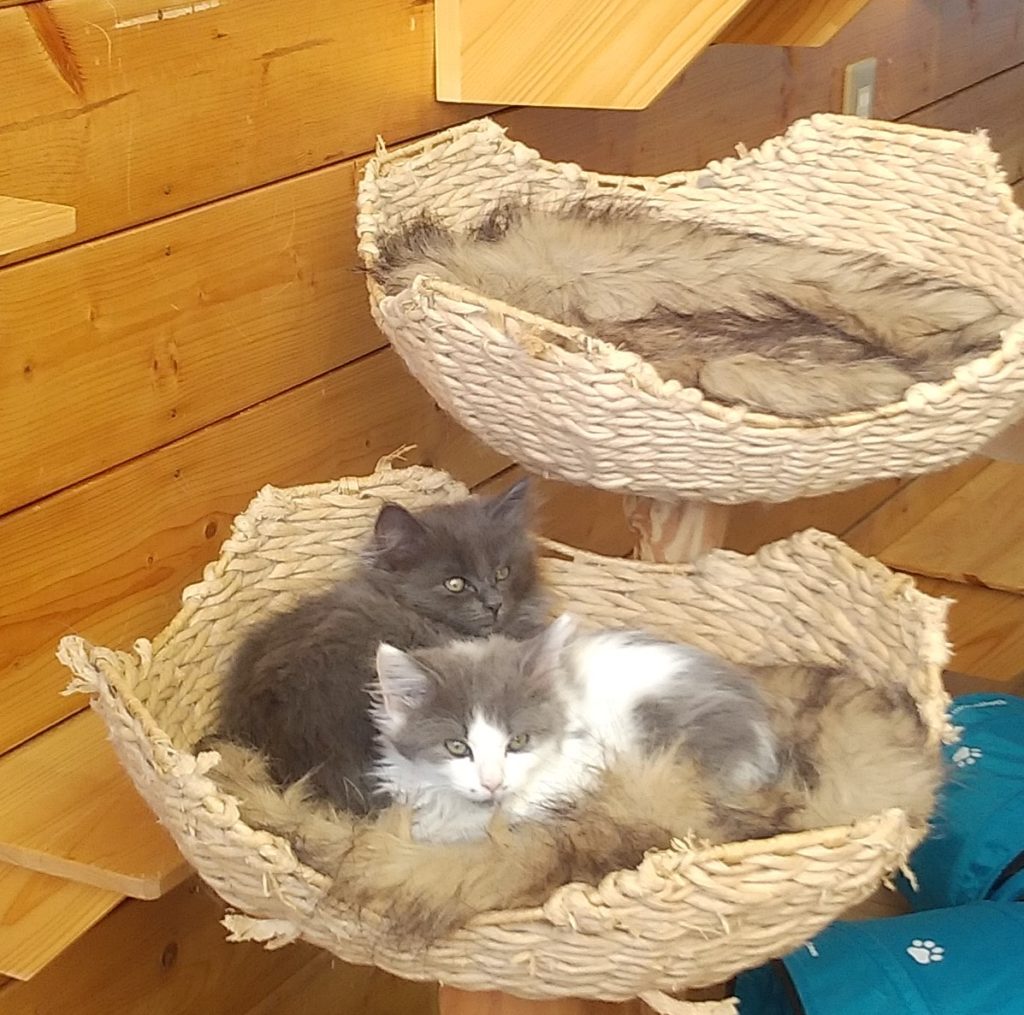 Pato’s Cafe子猫部屋3