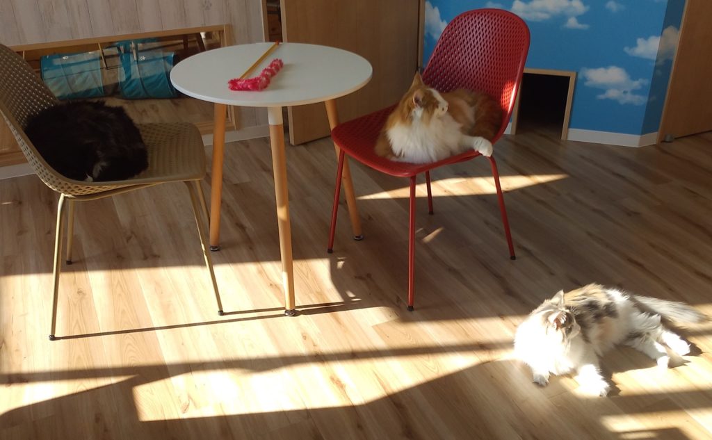 Pato’s Cafe猫ルーム4