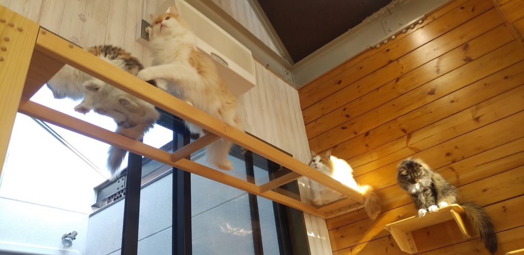 Pato’s Cafe猫の橋