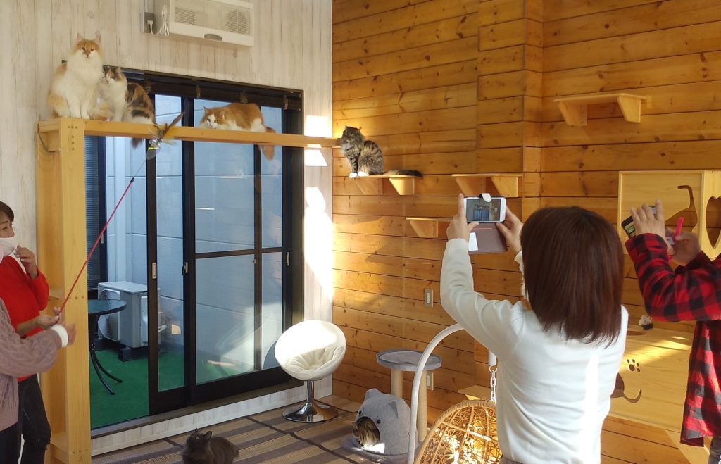 Pato’s Cafe猫ショー