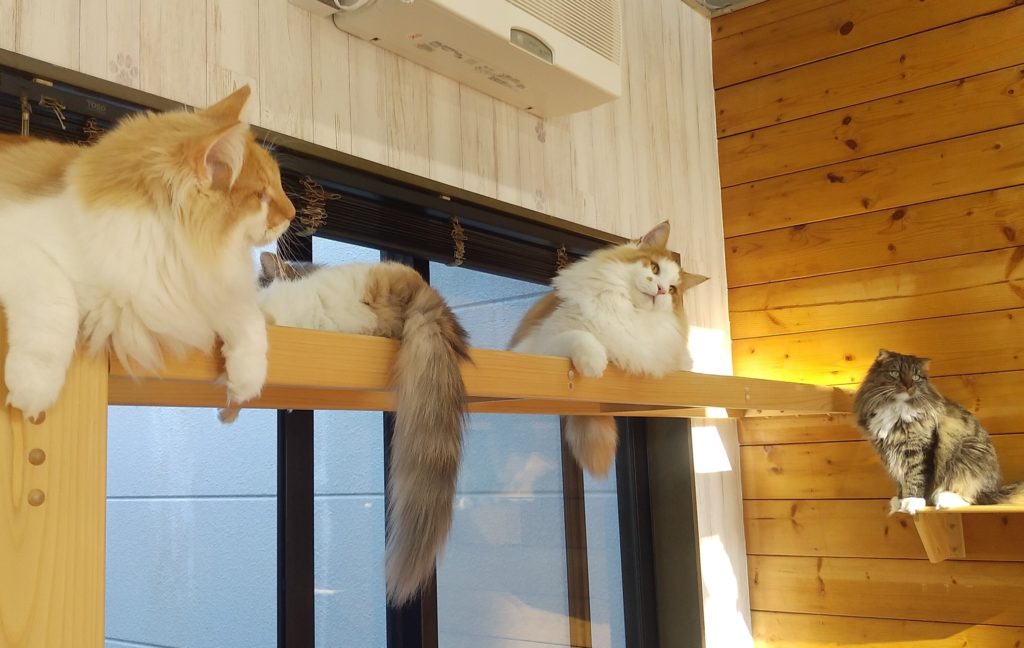 Pato’s Cafe猫と記念撮影