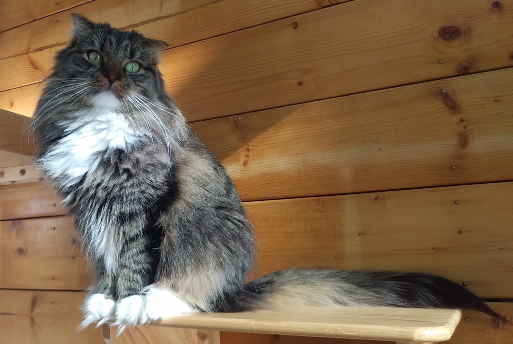 Pato’s Cafeの猫6