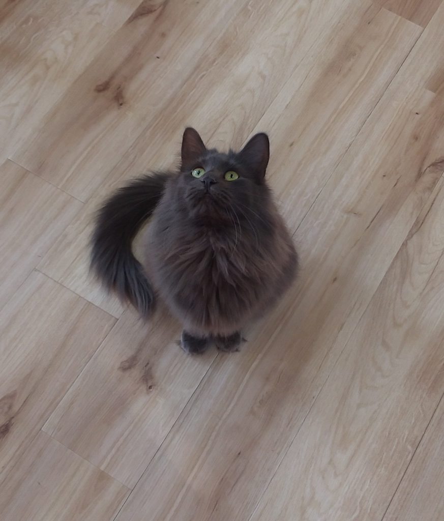 Pato’s Cafeの猫7