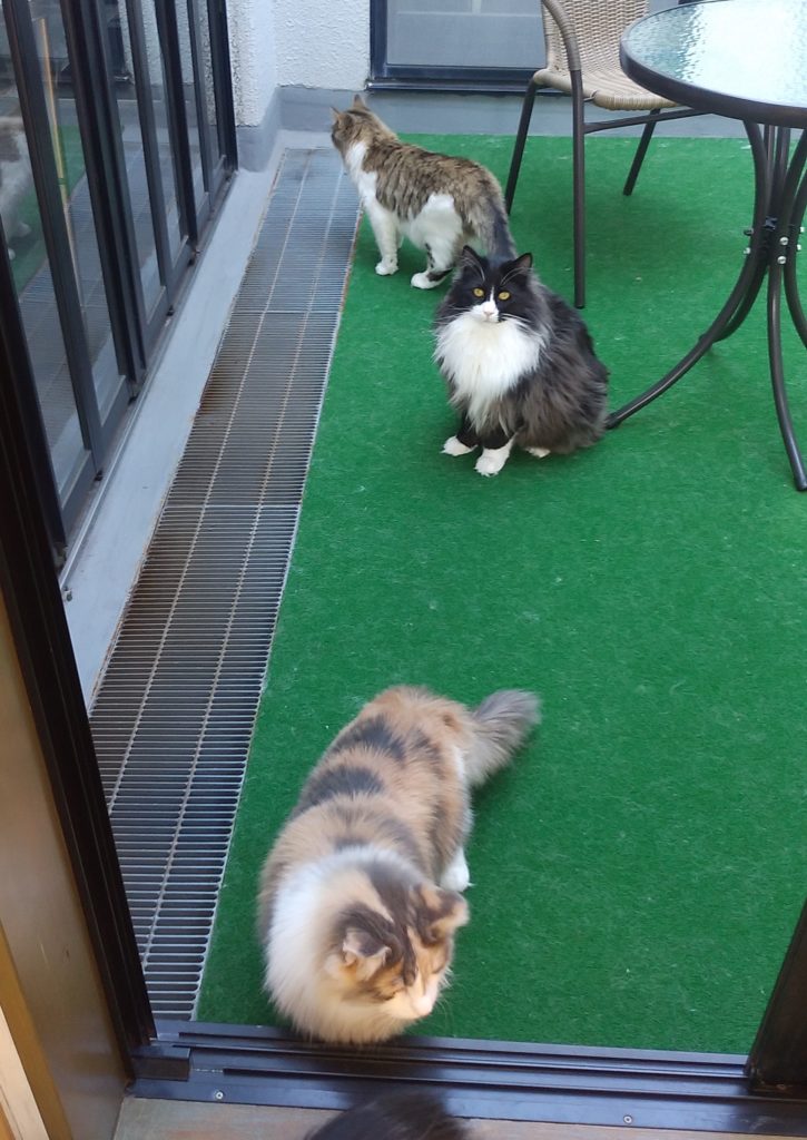 Pato’s Cafeテラス