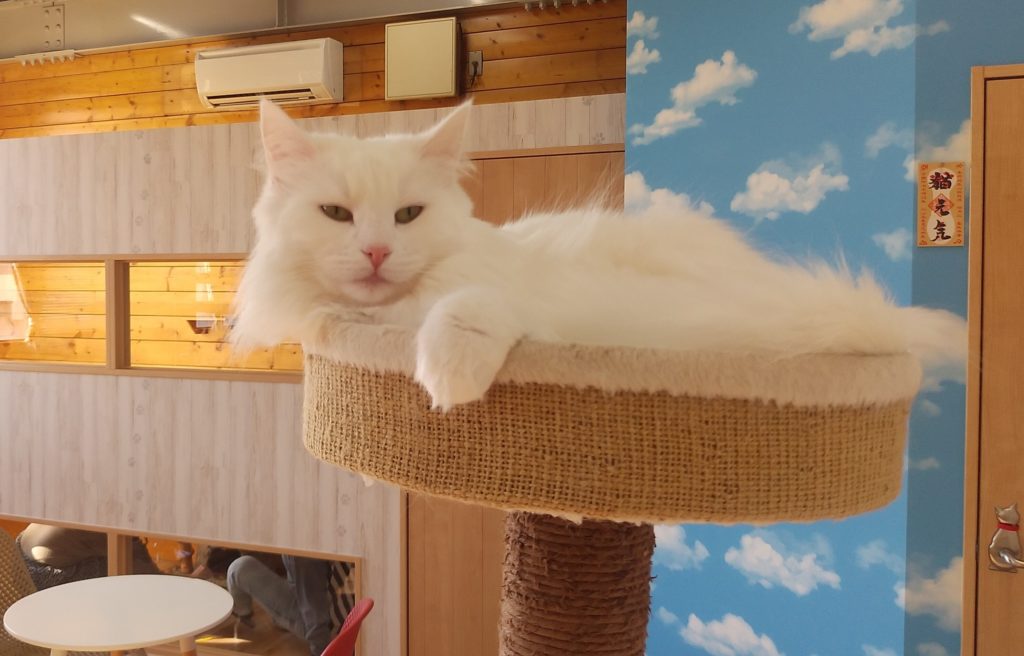 Pato’s Cafeの猫2