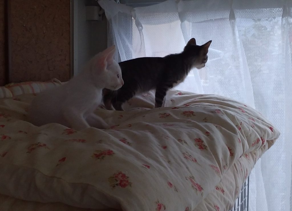 外を見つめる子猫