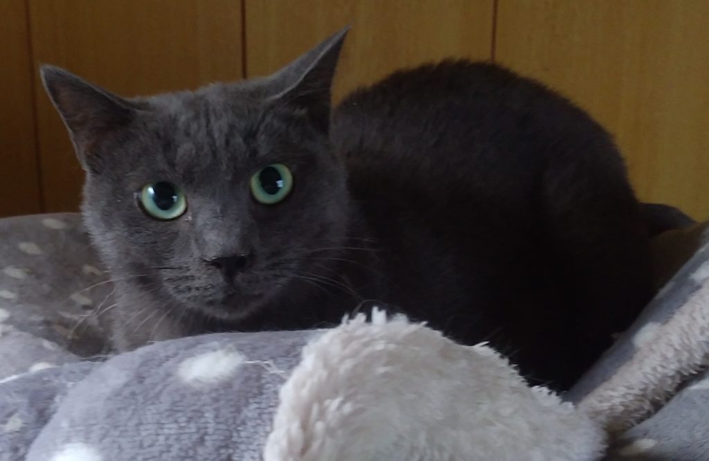 ロシアン風の猫