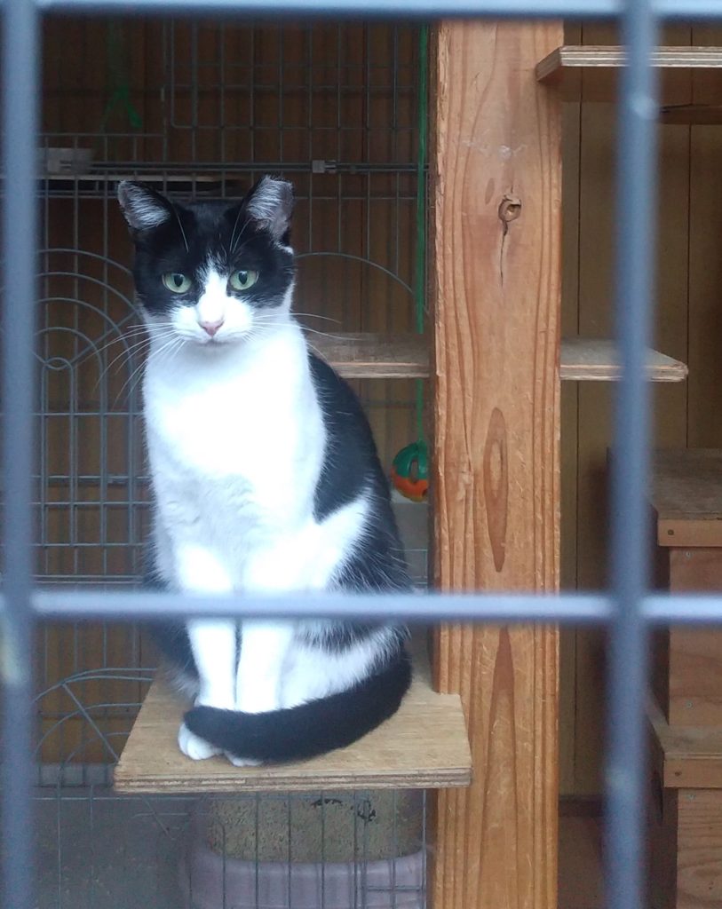 はち割れねこ