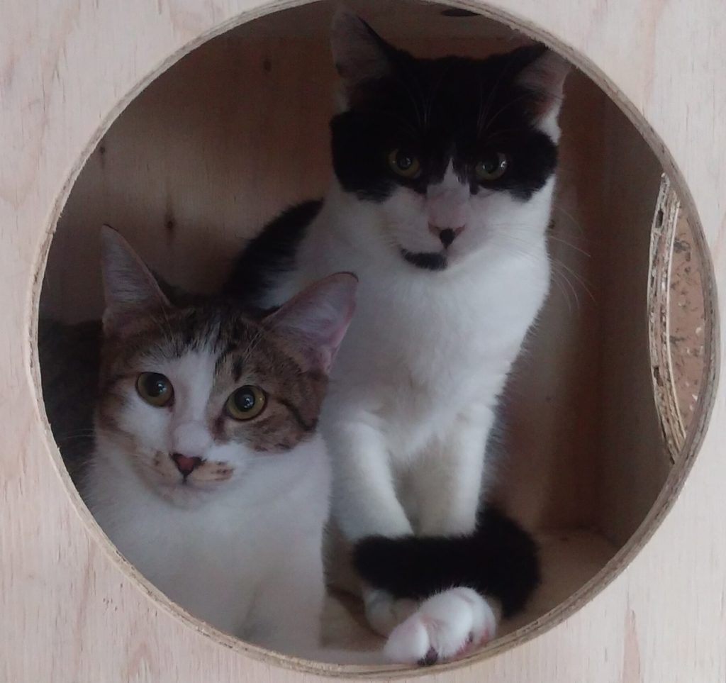ボックスの中の猫