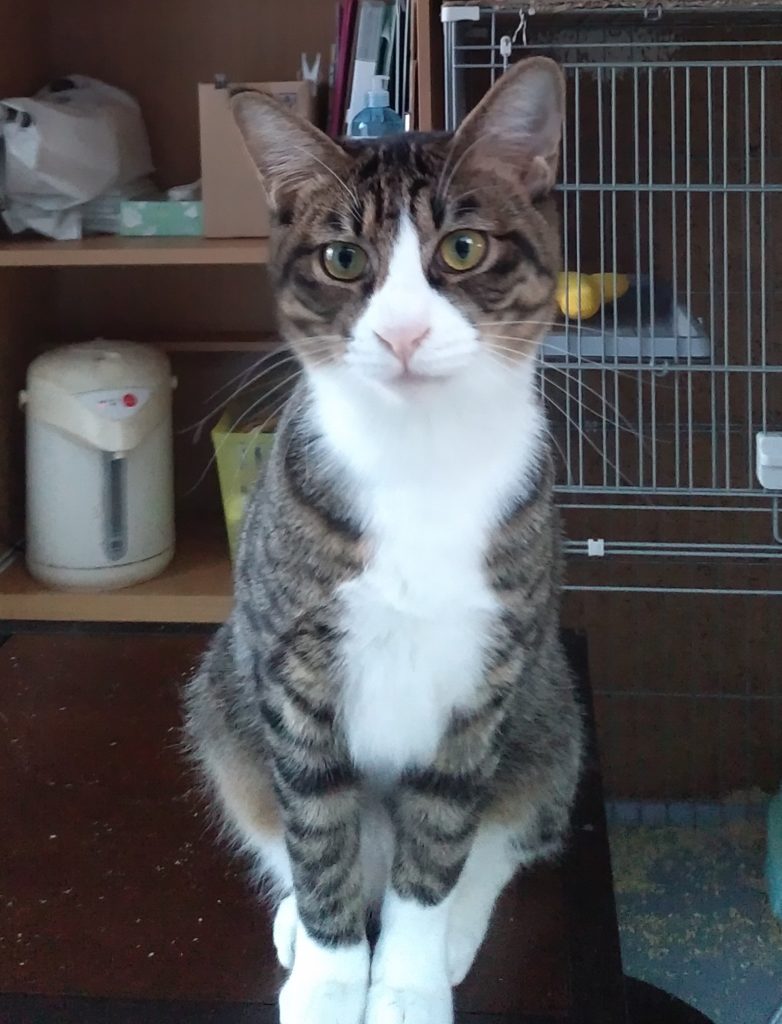 居残り猫4