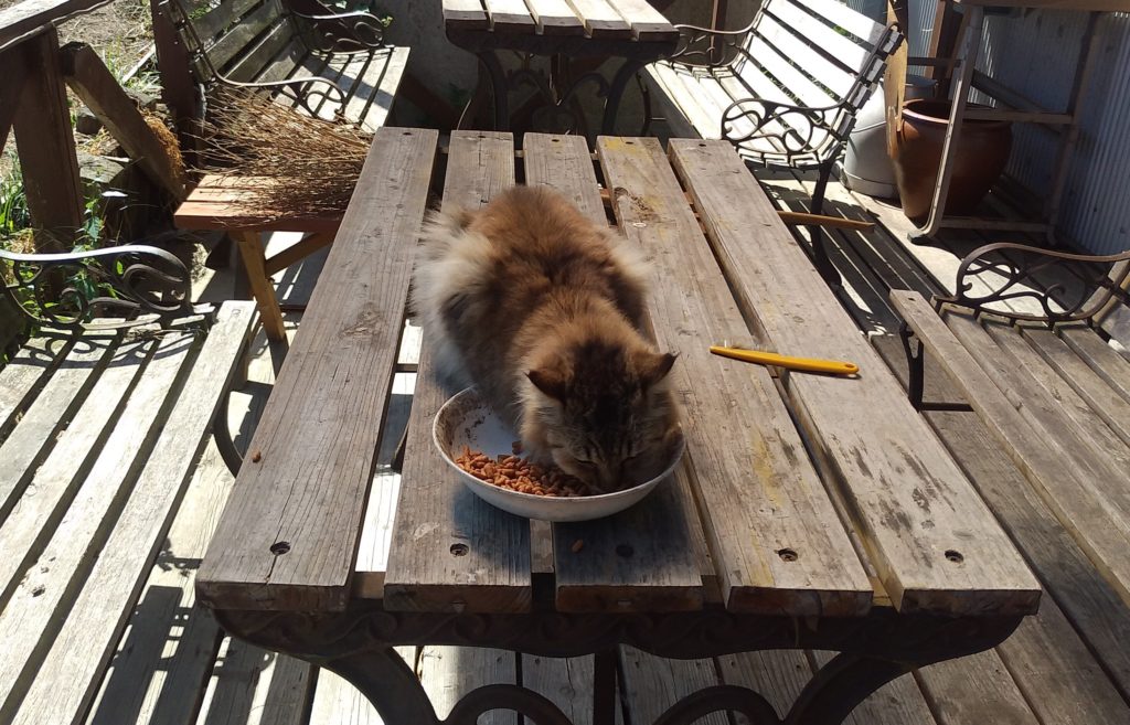 『カフェ・カンパーニュ』食事中の猫