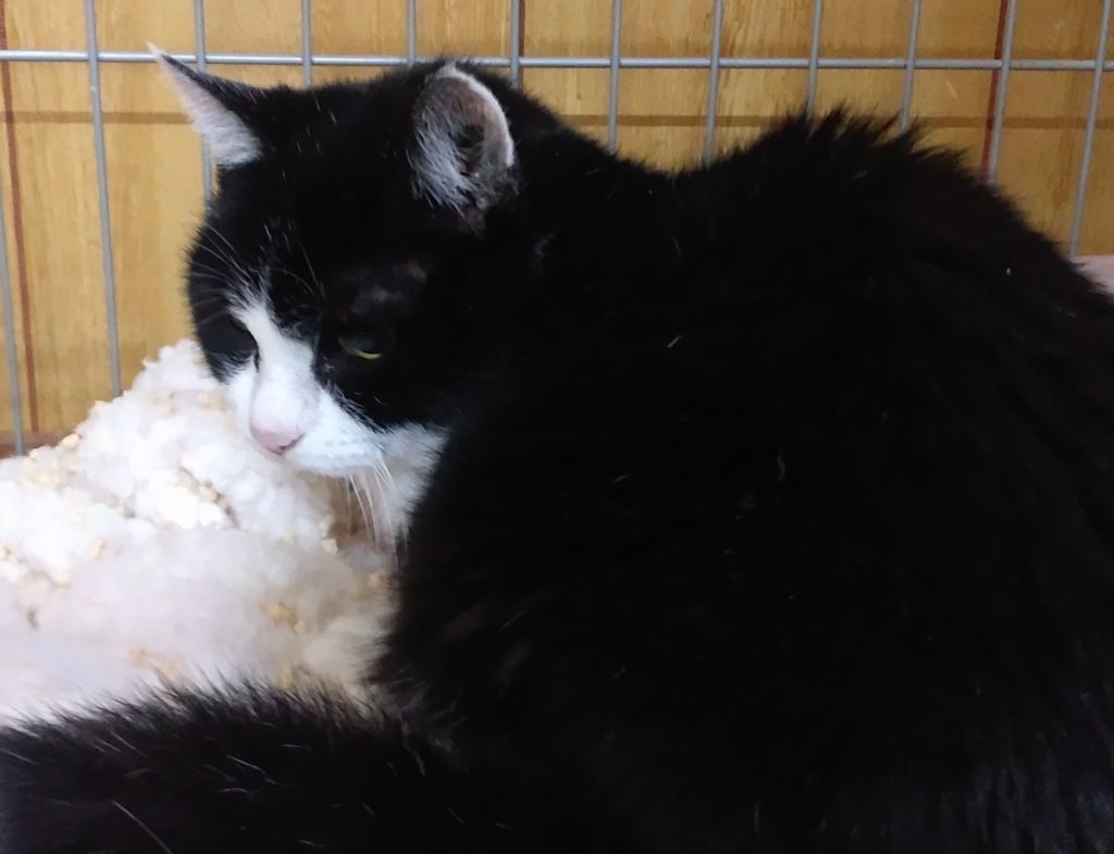 老猫さん