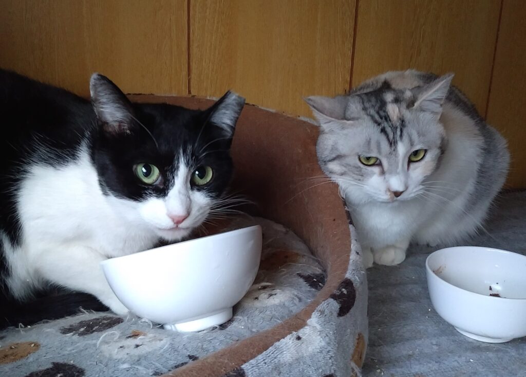 ご飯を食べる二匹の猫