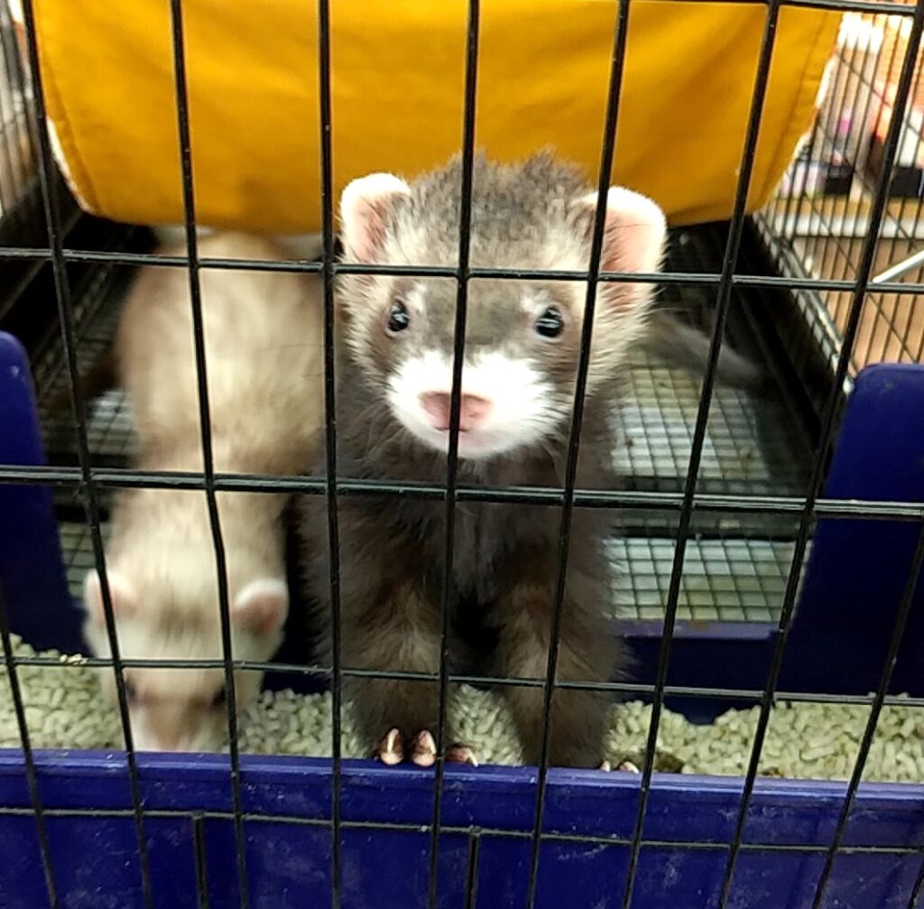 フェレット1