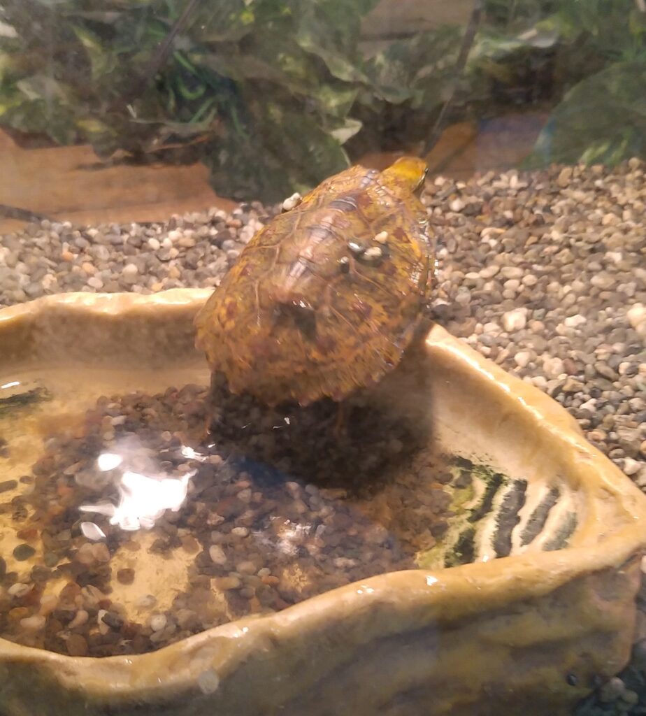 カメ