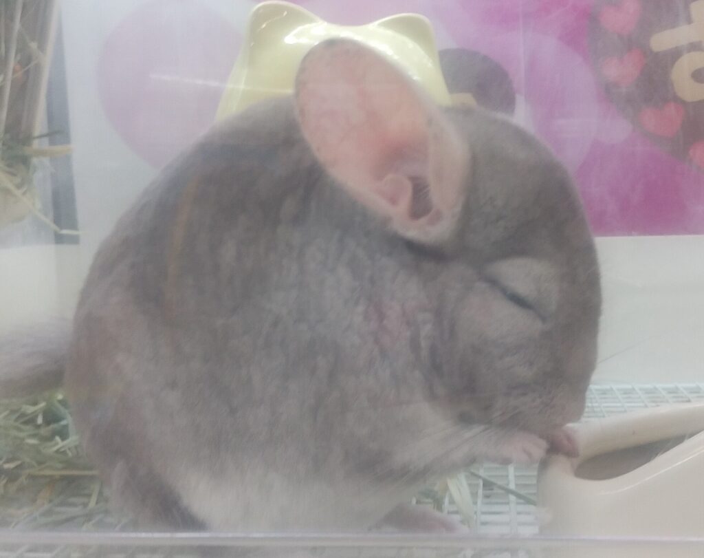 チンチラ
