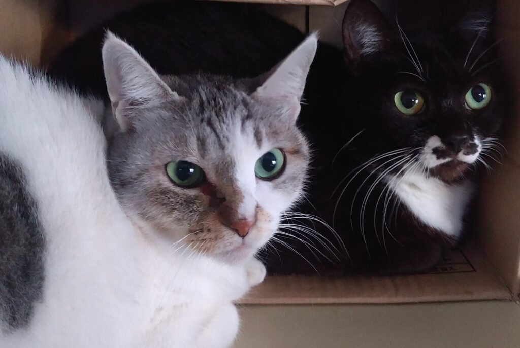 ちょび髭の猫