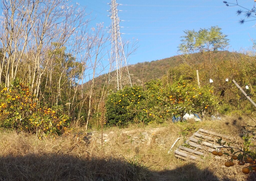 みかん畑付古民家の畑