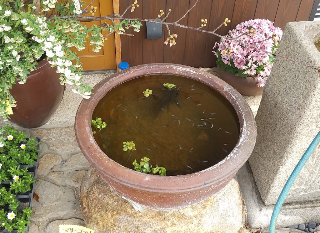 『夢心花(ゆめここは)』めだか