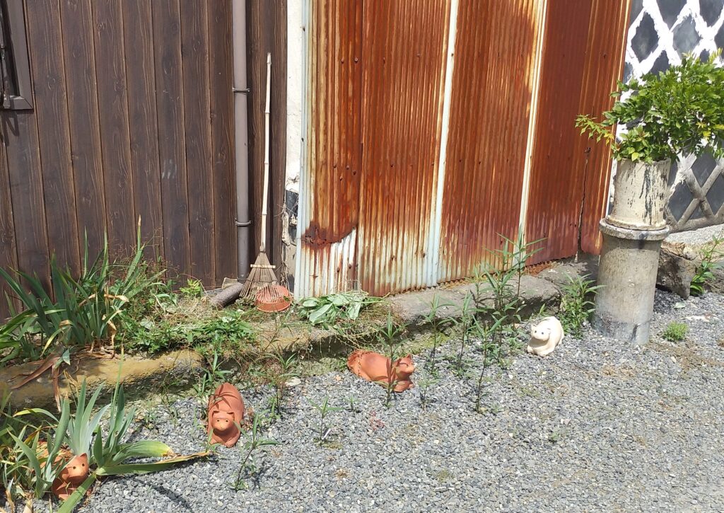 清水温泉駐車場からの道