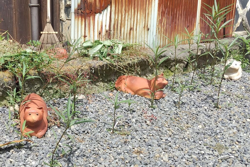 清水温泉道の猫