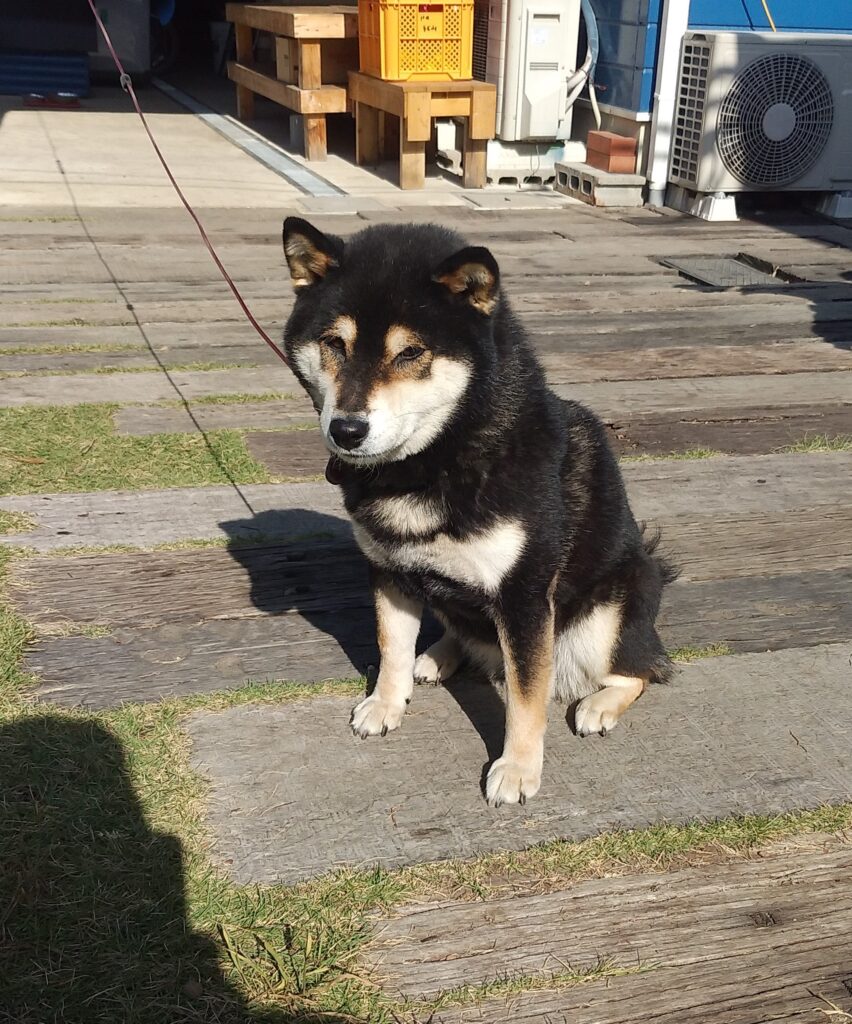 cafe歩笑(ぽえむ)柴犬
