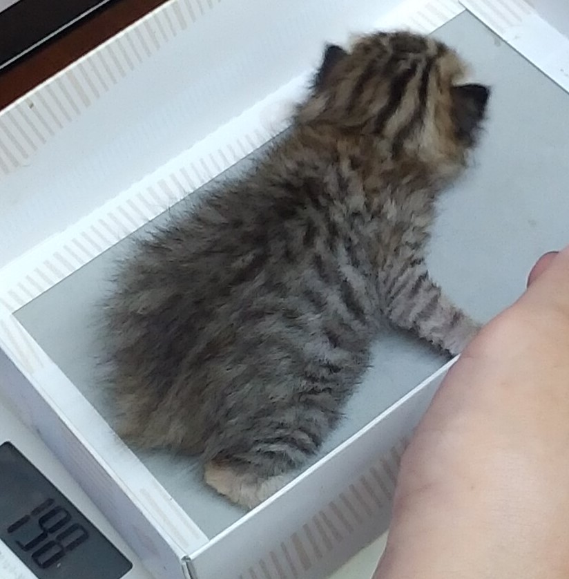 子猫の体重計測1