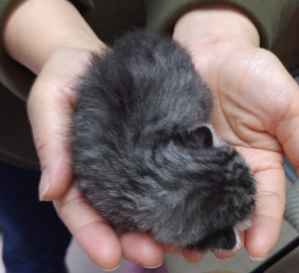 手のひらの中の子猫